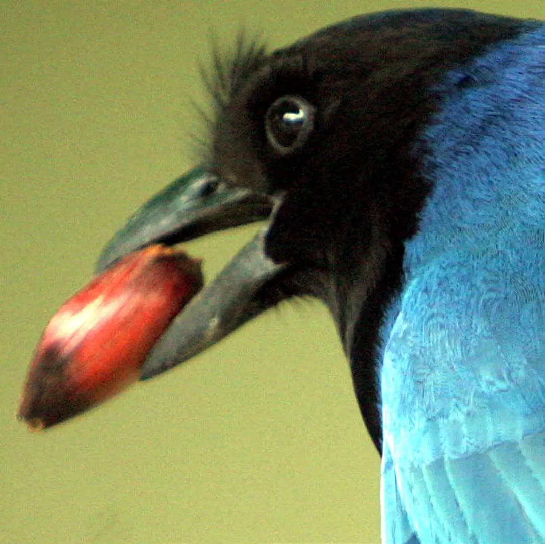 A blue jay carrying a seed, symbolising renewal