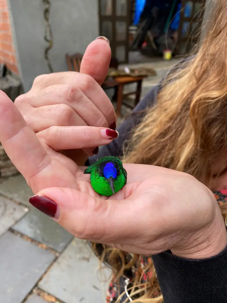 A butterfly resting safely on a person's hand