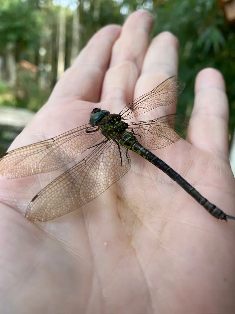 A dragonfly resting on an open hand