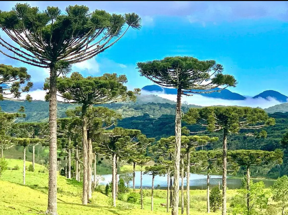 A flourishing green landscape representing Beauty in Nature's conservation vision