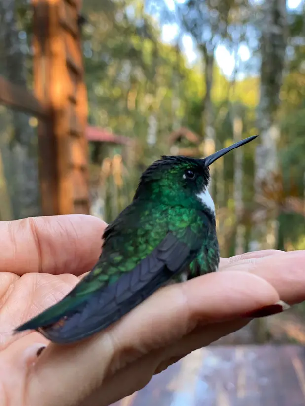 A small bird gently held during wildlife care