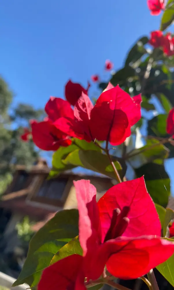 Bright red flowers in a sensory garden