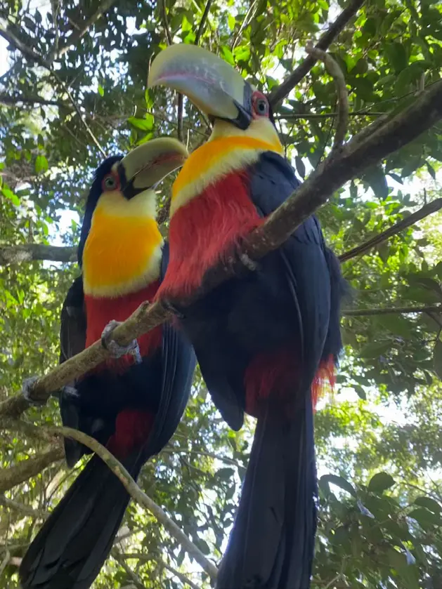 A colourful toucan among the trees